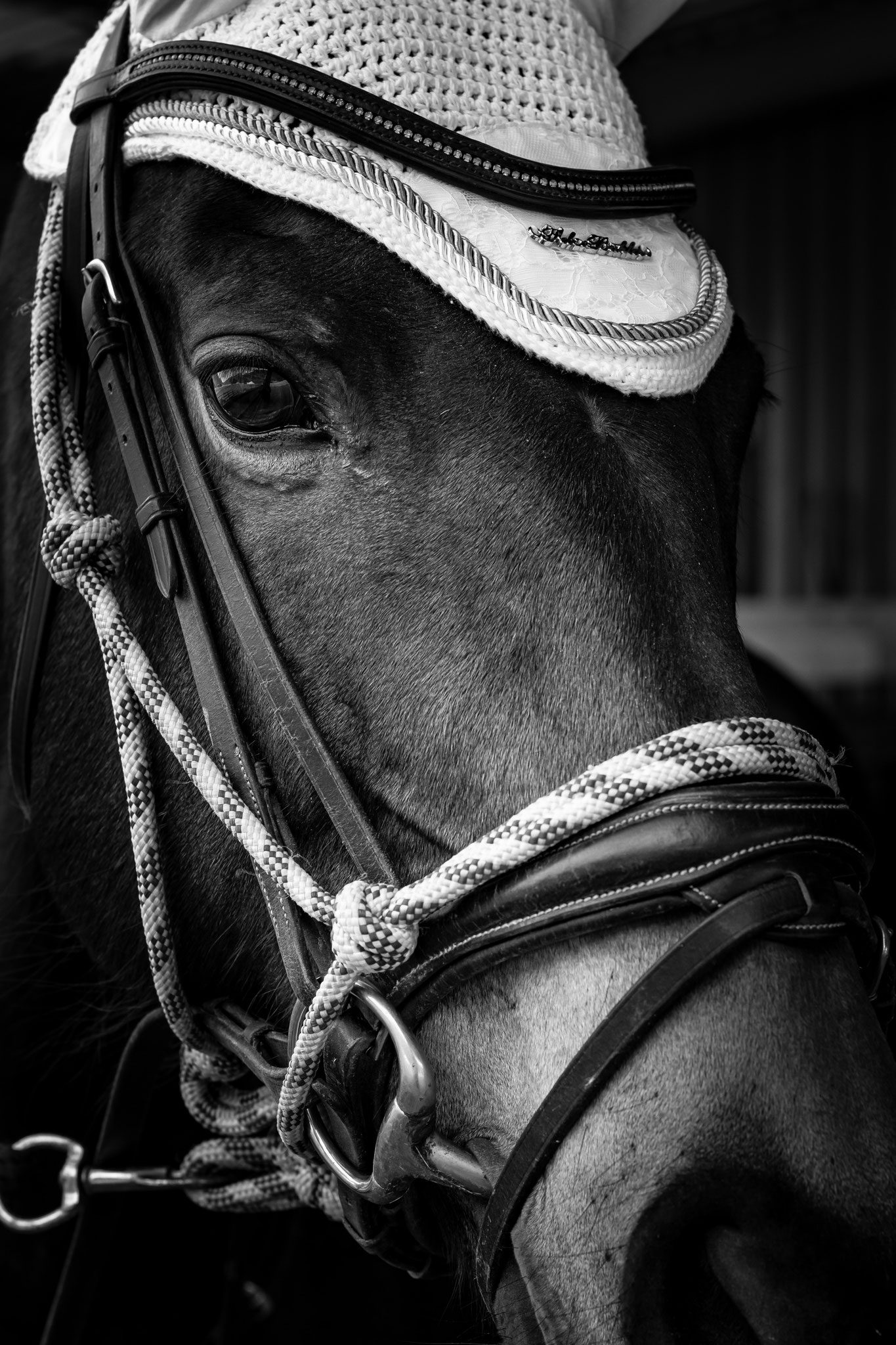 Familienfotos Wiese Wallis – Grafisto