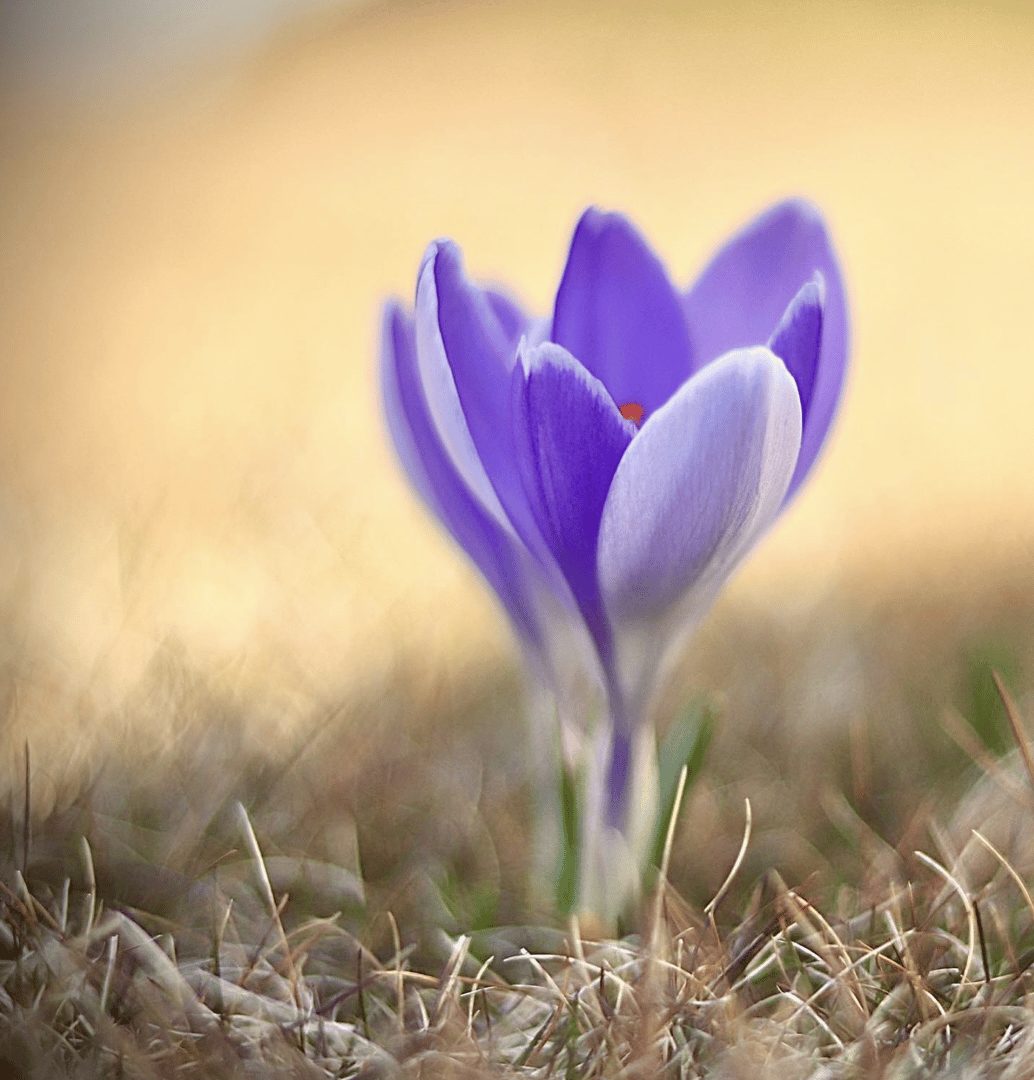 Fotokurs – Frühlingslicht & Blütenmagie